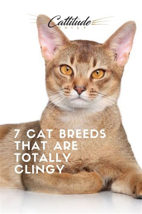 Seven Cat Breeds That Are Totally Clingy Cat Breeds Siamese Cat