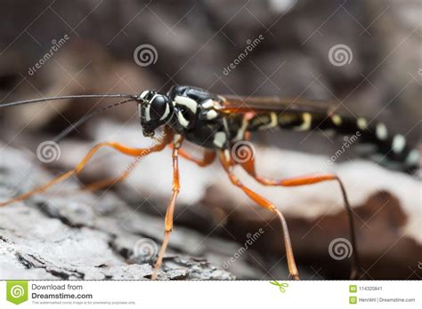 Female Giant Ichneumon Rhyssa Persuasoria Stock Image Image Of