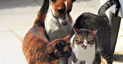 Consejos Para Evitar Que Tu Gato Se Coma La Comida De Tu Perro