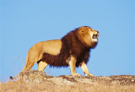 Lion On Rock Roaring