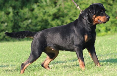 5 Reasons A Rottweiler May Be The Perfect Breed For You