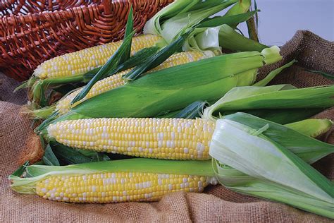 Nectar Bi Color Sweet Corn Corn Products Vegetables Rupp Seeds