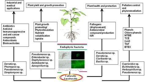 Schematic Diagram Of The Different Plant Bacterial Endophyte