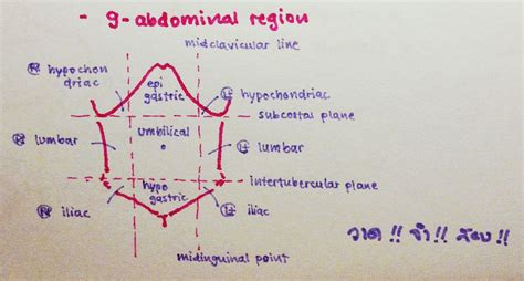 9 regions of the abdomen can be identified within the 4 quadrant parts; June | 2012 | Anatomy for Siriraj Medical Students | Page 4