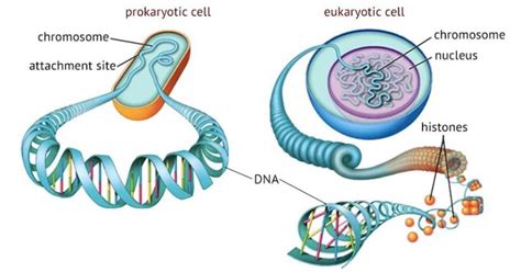 Important Difference Between Prokaryotic And Eukaryotic Chromosomes Core Differences