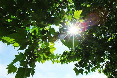 Green Leaves And Sun Stock Photo Image Of Healthy Color 14682344