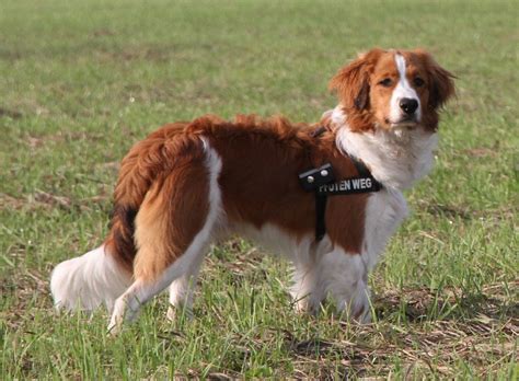 Schließlich wurden sie über jahrhunderte dazu. Kooikerhondje Welpen Nl