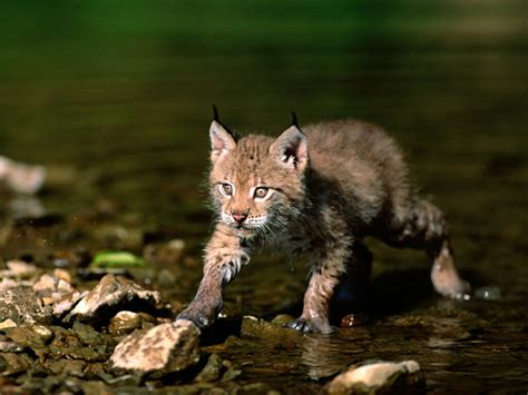 Eurasian Lynx Lynx Lynx Ground Mammals