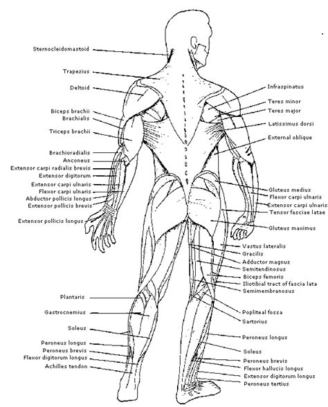 I've labelled the diagrams up to show the main human body muscles. Physiology - Identification of Muscles on the human body