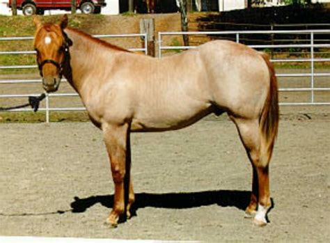 The color is due to various forms and densities of the red pigment. Chestnut Roan | # Horse Archive Photos | Pinterest