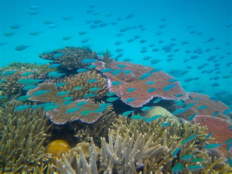 Great Barrier Reef Reef In Coral Sea Thousand Wonders