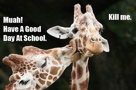 Funny Animal Pictures With Captions Animals Kissing Giraffe Funny