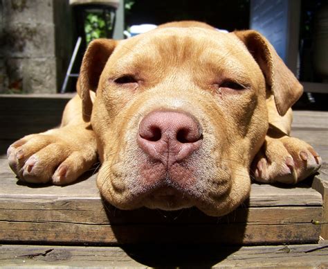 Red Nose Pitbull Facts 30 Things You Never Knew About Them 2023