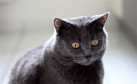 Le Chartreux Superbe Chat Bleu Gris Caractère Origine Conseil D