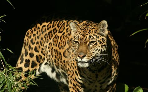 1680x1050 Jaguar Big Cat Spotted Hunting Predator Wallpaper 