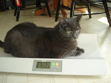 12 Lb Cat Overweight Diet Tastemanager