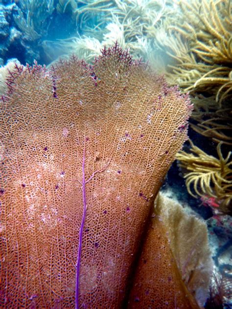 Sea Fan Corals Face New Threat In Warming Ocean Copper Cornell Chronicle
