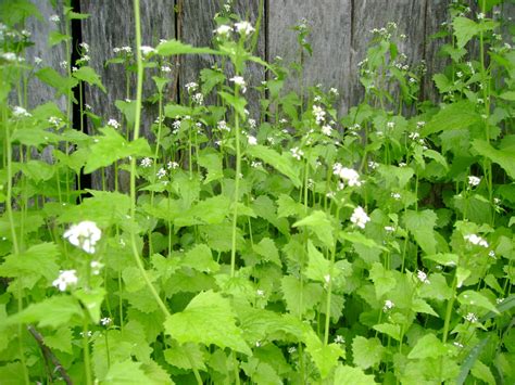 Garlic Mustard Plant Ally Of The Moment Part 1 Of 2 Hawthorn Herbals