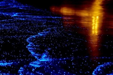 Bioluminescent Phytoplankton Beach In Vaadhoo Island Raa Atoll
