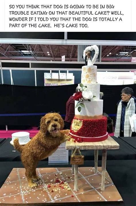 Smiles Janet Carr Wedding Cakes Dog Cool Wedding Cakes Dog Cakes