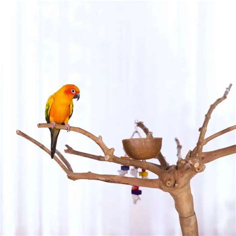 Prevue Pet Products Coffeawood Perch Tree Style 2 Floor Stand Talis Us