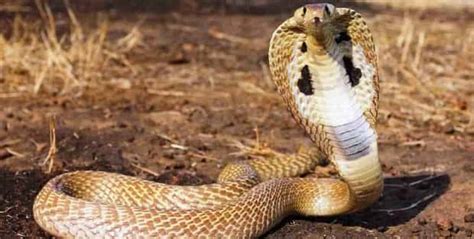 Indian Cobra Snake Facts