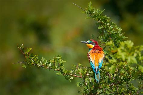 Bee Eater Hd Wallpapers
