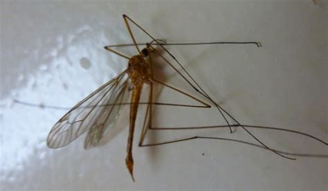 Crane Fly Falsly Accused Of Nasty Sting Whats That Bug