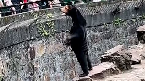 Are Chinese Zoos Bears Fake I Know A Coverup When I See One