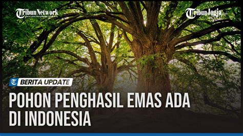 Pohon Penghasil Emas Ada Di Indonesia YouTube