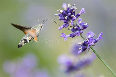 The Hummingbird Hawk Moth Macroglossum Stellatarum Stock Photo Image