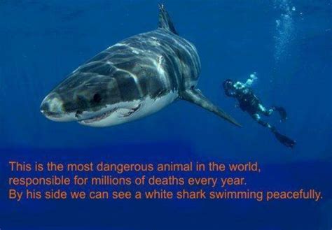 Humans Inspire My Face Off Dangerous Animals Shark Swimming Shark