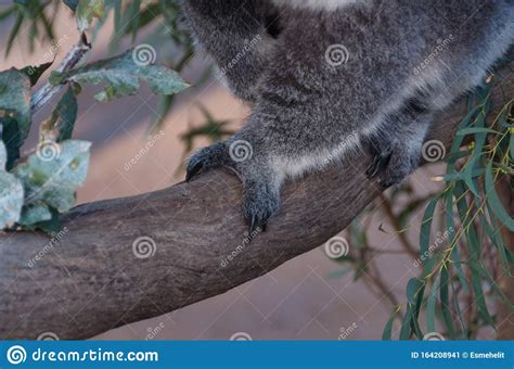 Koala Paws Stock Photos Download 80 Royalty Free Photos