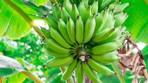 Saving The Banana The Non Gmo Way Sustainable Pulse