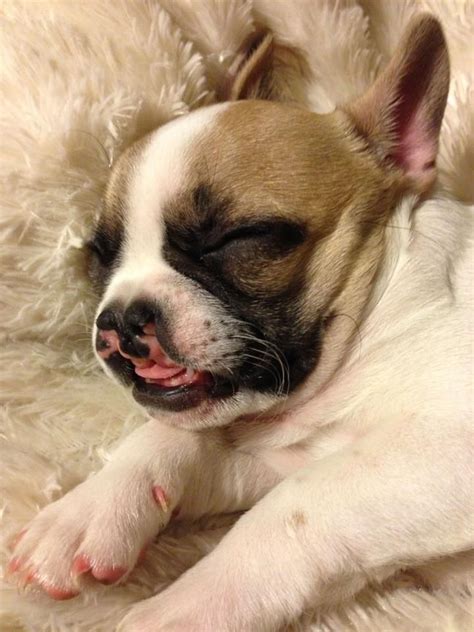 One of the benefits of having our dogs is to share the joy they bring with others. Lentil the french bulldog! Love this lil' bean! | French ...