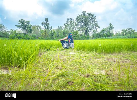 Indian Farmer Working In The Rice Paddy Field Rice Seedling On Rice Field Ready For Planting