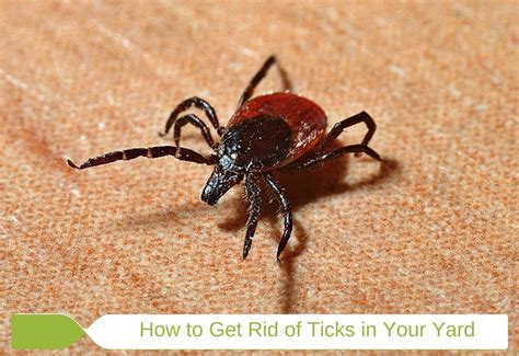 How To Get Rid Of Ticks In Your House And Yard Naturally Tick Prevention