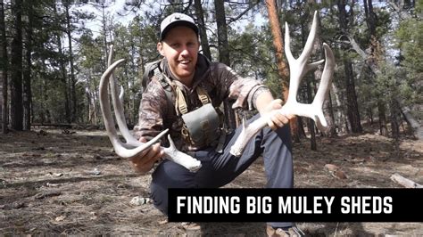 Shed Hunting Big Mule Deer Bucks Youtube