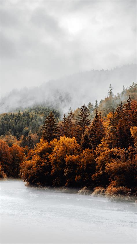 Download Wallpaper 2160x3840 Forest Trees Fog Clouds Autumn Samsung