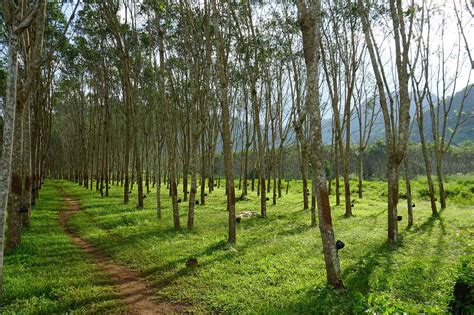 Ingin Berkebun Karet Yang Menguntungkan Ketahui Tips Ini