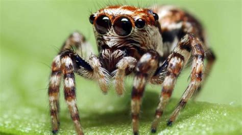 The Uks Most Venomous Spider Is ‘eating People Alive