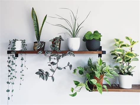 Terry Ils On Instagram I Couldnt Resist Capturing My Plant Wall