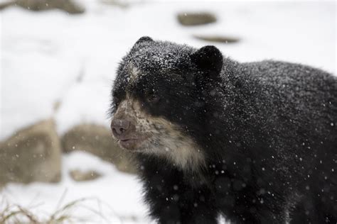 Spectacled Bear Photo Smithsonians National Zoo Smithsonians