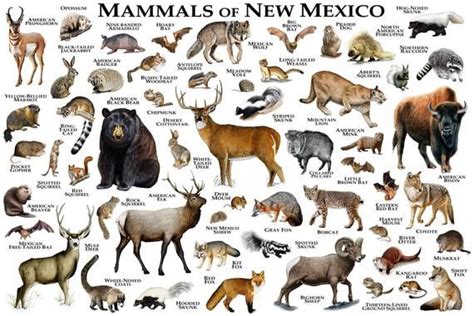 Mammals Of New Mexico Poster Print New Mexico Mammals Field Guide