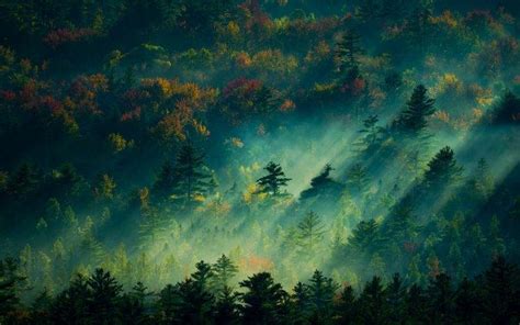 Nature Landscape Sunrise Forest Mist England Trees
