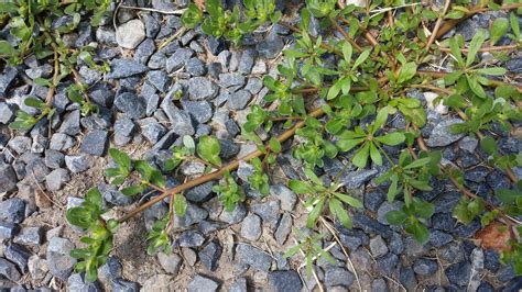 Maryland Biodiversity Project Little Hogweed Portulaca Oleracea