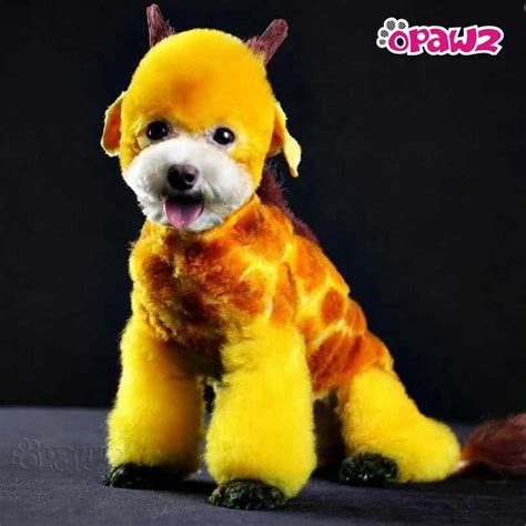 Glorious Yellow Dog Hair Dye By Opawz Lasts 20 Washes