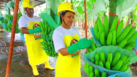 Toty Bananas Ecuador Premium Fruit