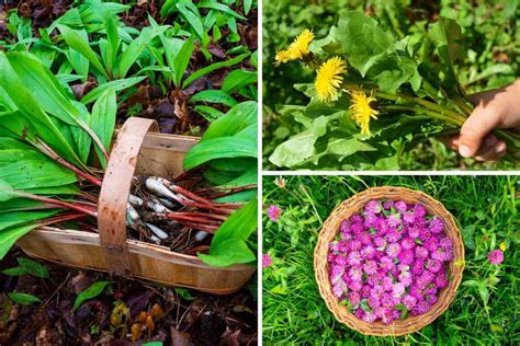 Edible Plants Foraging Guide Nature Roamer