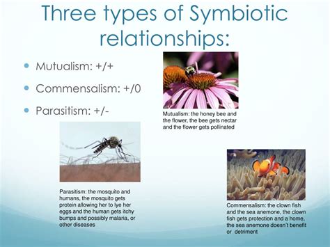 Ppt Symbiotic Relationships Powerpoint Presentation Free Download